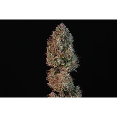 Sour Jealousy Auto, Фасовка: 3